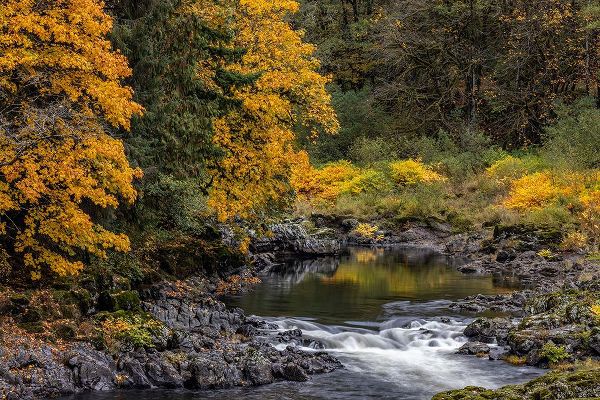 Haney, Chuck 아티스트의 Fall color along the Nehalem River in the Tillamook State Forest-Oregon-USA작품입니다.